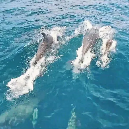 Alice By Algarve Vacation Ferienhaus